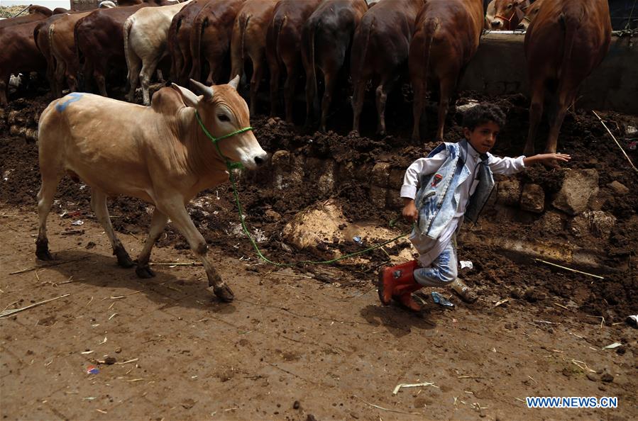 YEMEN-SANAA-EID AL-ADHA-LIVESTOCK MARKET