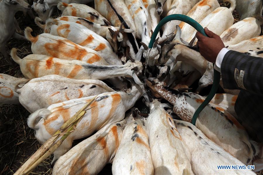 YEMEN-SANAA-EID AL-ADHA-LIVESTOCK MARKET