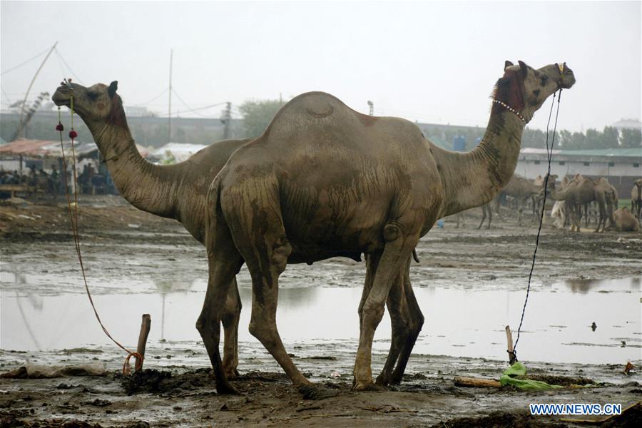PAKISTAN-LAHORE-CAMELS