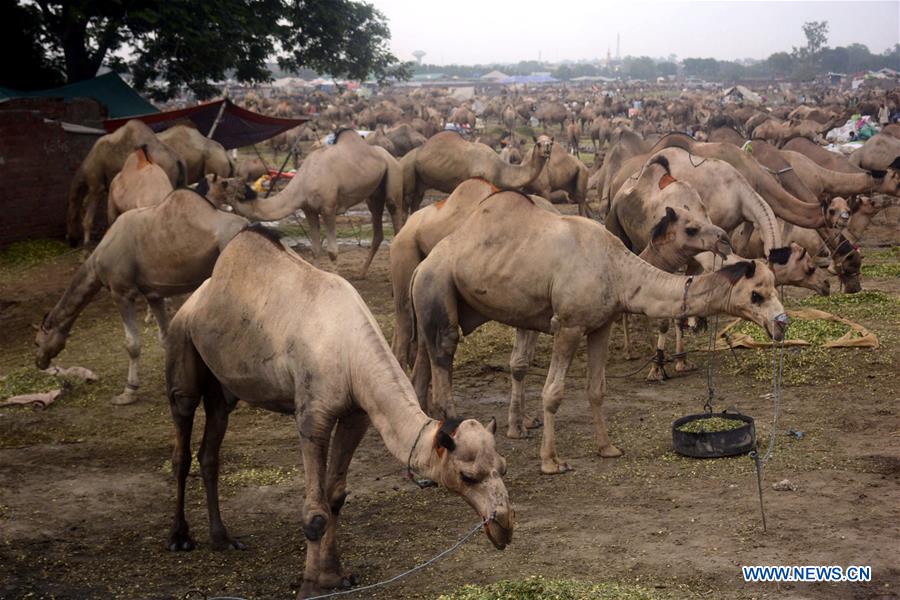 PAKISTAN-LAHORE-CAMELS