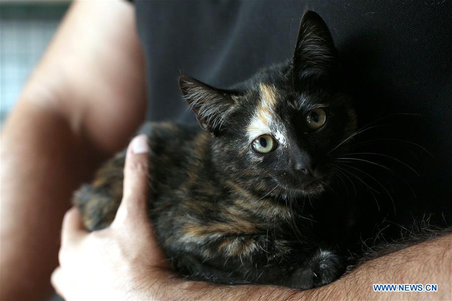 PORTUGAL-LISBON-INTERNATIONAL CAT DAY-ADOPTION 