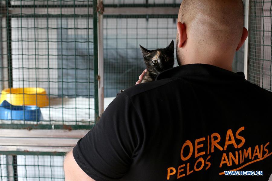 PORTUGAL-LISBON-INTERNATIONAL CAT DAY-ADOPTION 