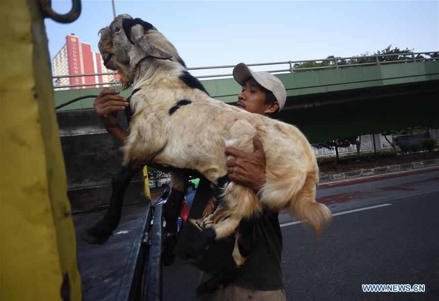 INDONESIA-JAKARTA-LIVESTOCK-TRANSPORT-EID AL-ADHA
