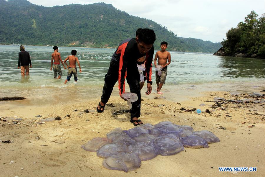 INDONESIA-WEST SUMATRA-DEAD JELLYFISH