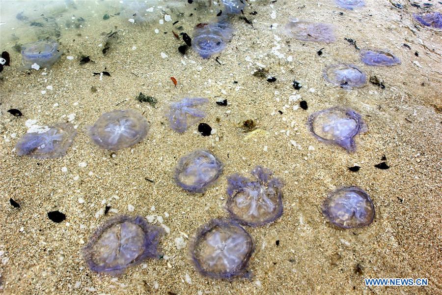 INDONESIA-WEST SUMATRA-DEAD JELLYFISH