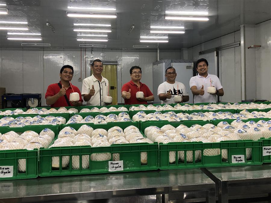 PHILIPPINES-COCONUTS-CHINA-EXPORT
