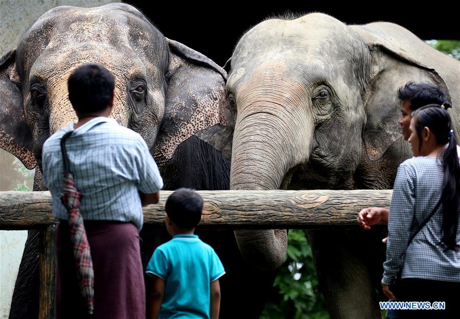 MYANMAR-YANGON-WORLD ELEPHANT DAY