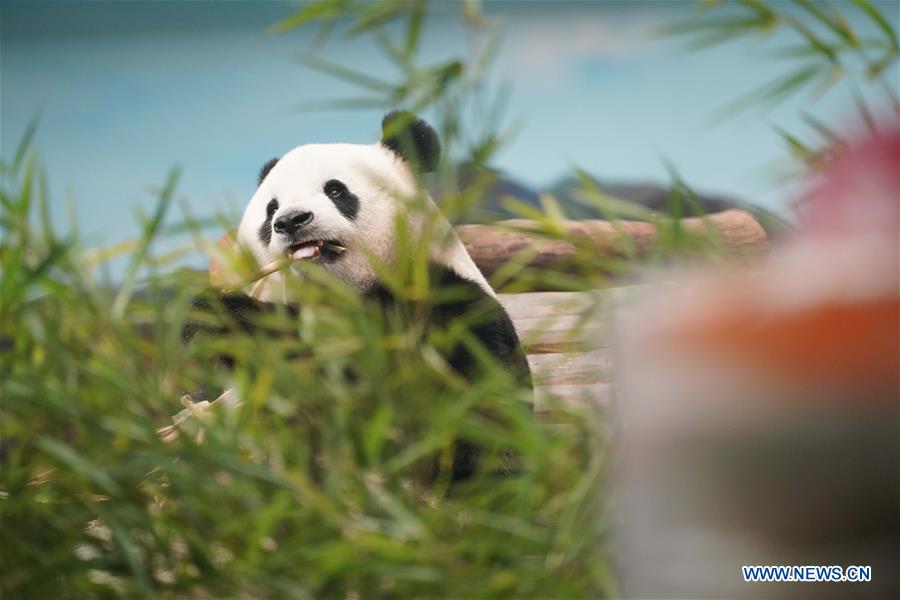 CHINA-HEILONGJIANG-GIANT PANDA-BIRTHDAY (CN)