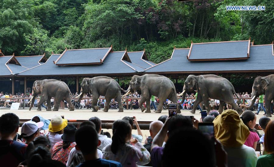 CHINA-YUNNAN-XISHUANGBANNA-ASIAN ELEPHANTS-CONSERVATION (CN)