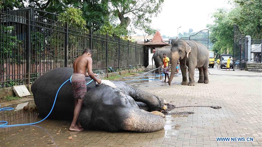 SRI LANKA-KANDY-ELEPHANTS-BATH