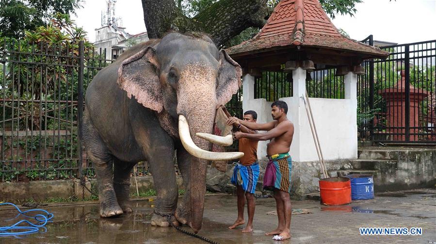 SRI LANKA-KANDY-ELEPHANTS-BATH