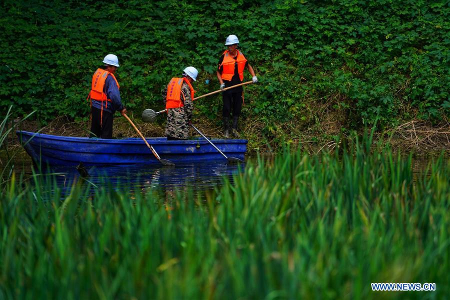 CHINA-HEBEI-XIONGAN-POLLUTED PONDS-ECOLOGICAL RESTORATION (CN)