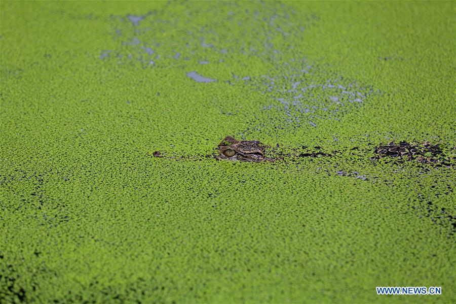 MYANMAR-YANGON-CROCODILE FARM