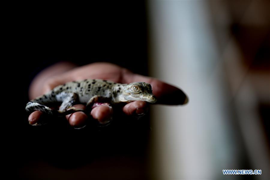 MYANMAR-YANGON-CROCODILE FARM
