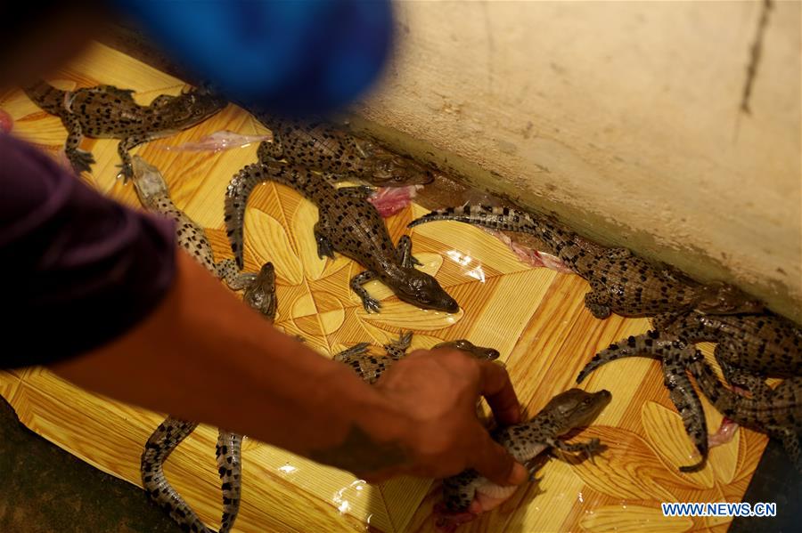 MYANMAR-YANGON-CROCODILE FARM
