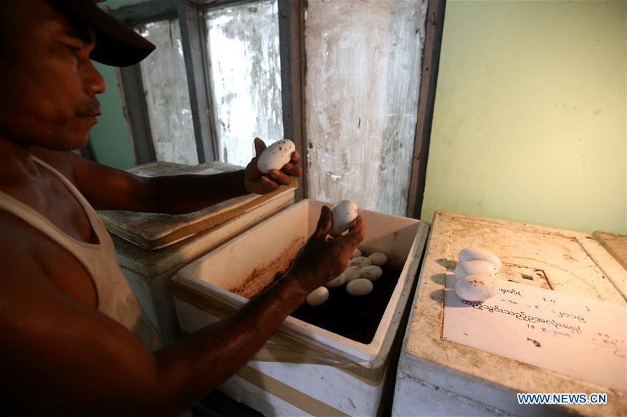 MYANMAR-YANGON-CROCODILE FARM