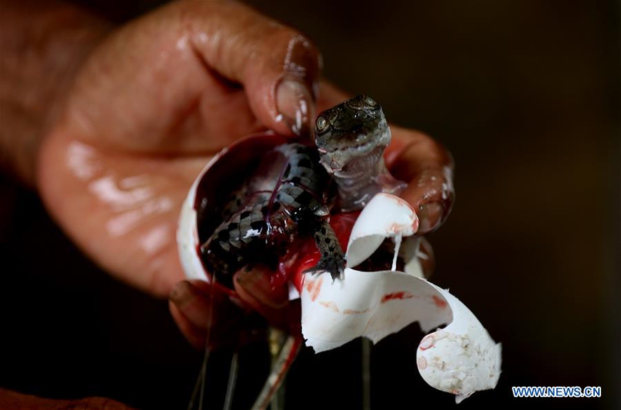 MYANMAR-YANGON-CROCODILE FARM