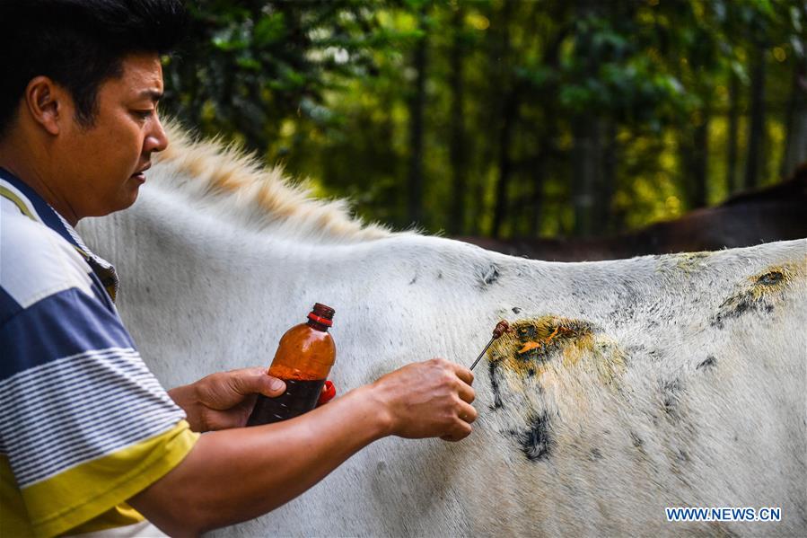 CHINA-JIANGXI-XINGGUO-HORSE CARAVAN (CN)