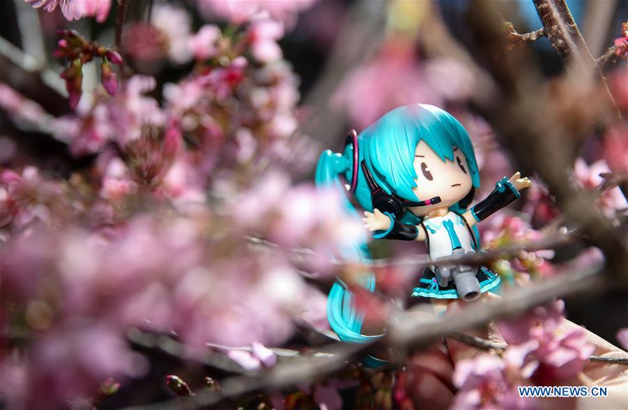 AUSTRALIA-SYDNEY-CHERRY BLOSSOM FESTIVAL