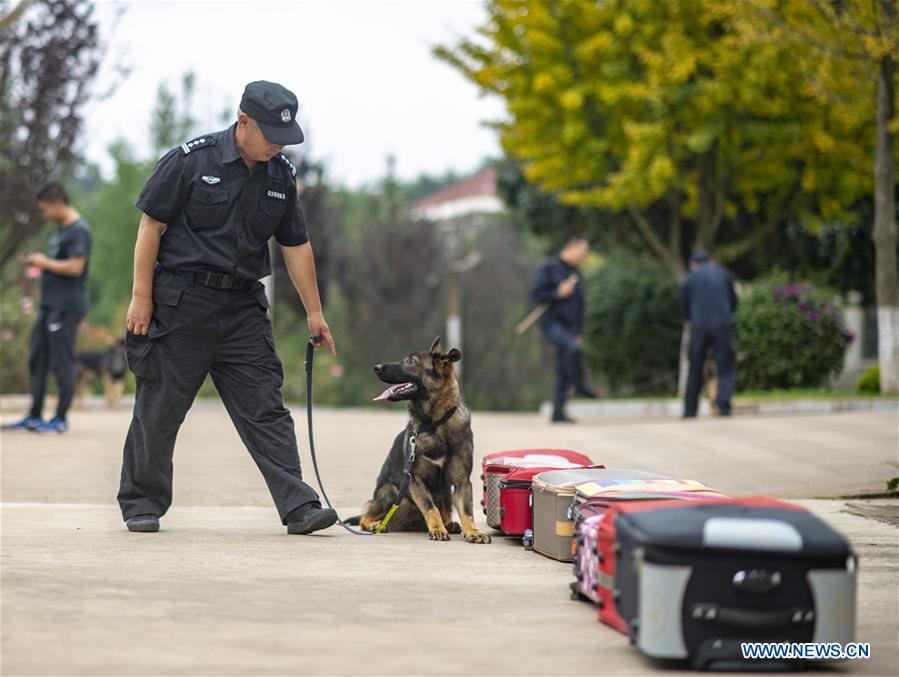 (SCI-TECH)CHINA-YUNNAN-FIRST CLONED POLICE DOG-ASSESSMENT (CN)