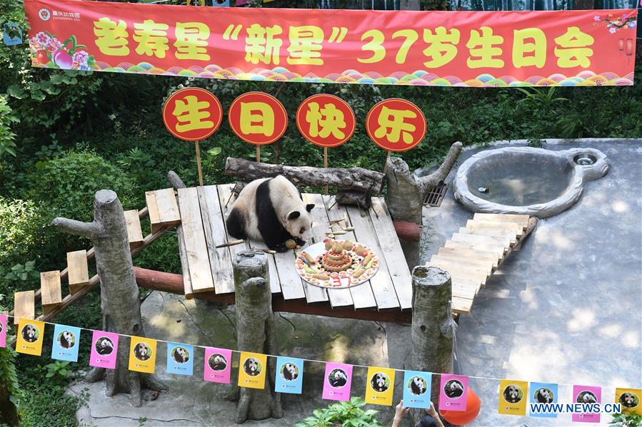 CHINA-CHONGQING-OLDEST PANDA-BIRTHDAY (CN)