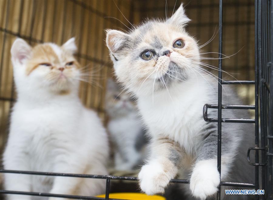 CANADA-TORONTO-CAT SHOW