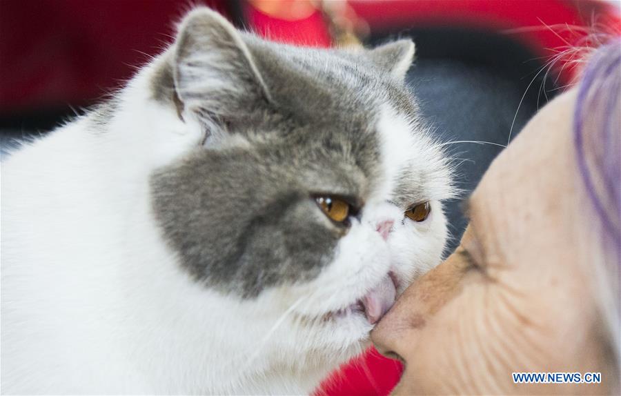 CANADA-TORONTO-CAT SHOW