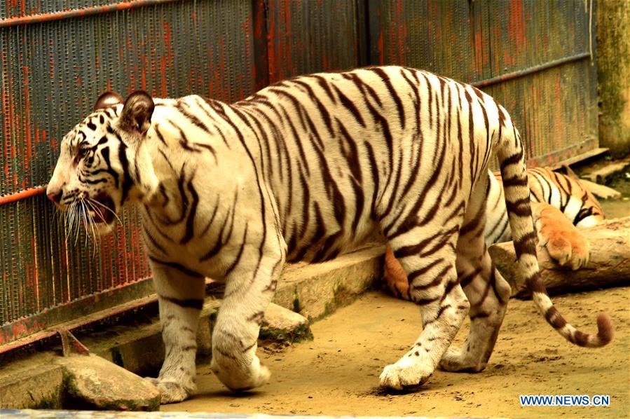 BANGLADESH-CHITTAGONG-ZOO-WHITE ALBINO BENGAL TIGER
