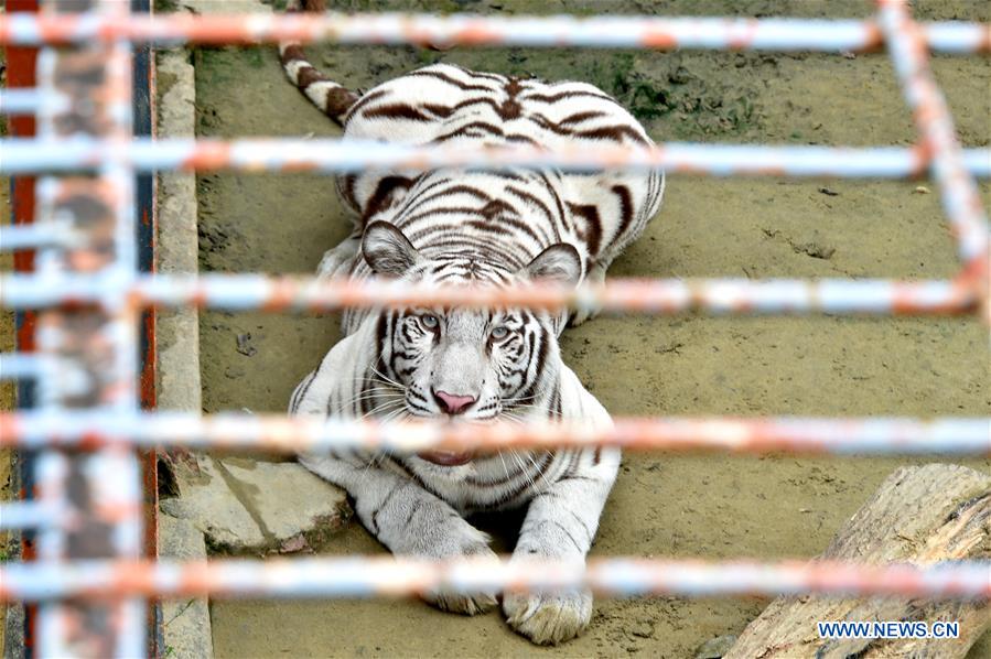 BANGLADESH-CHITTAGONG-ZOO-WHITE ALBINO BENGAL TIGER
