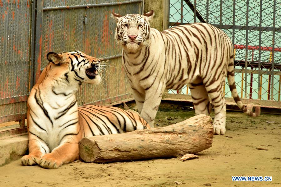 BANGLADESH-CHITTAGONG-ZOO-WHITE ALBINO BENGAL TIGER