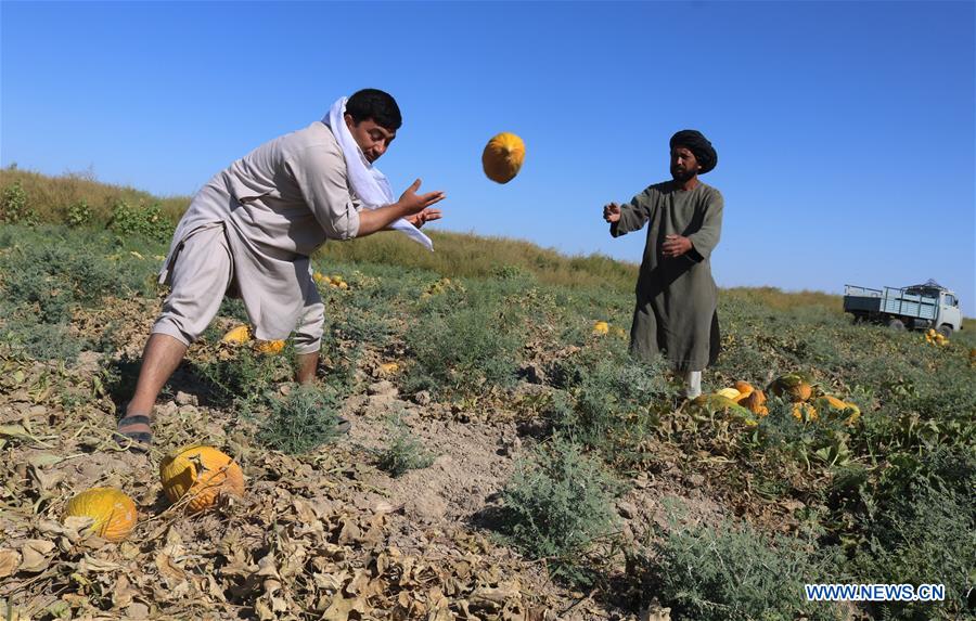 AFGHANISTAN-JAWZJAN-MELON FIELD