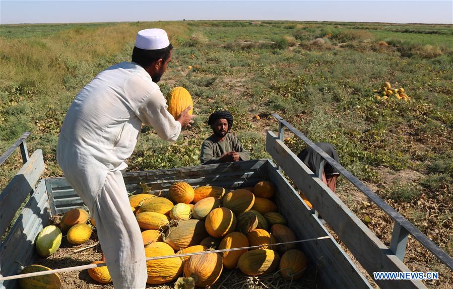 AFGHANISTAN-JAWZJAN-MELON FIELD