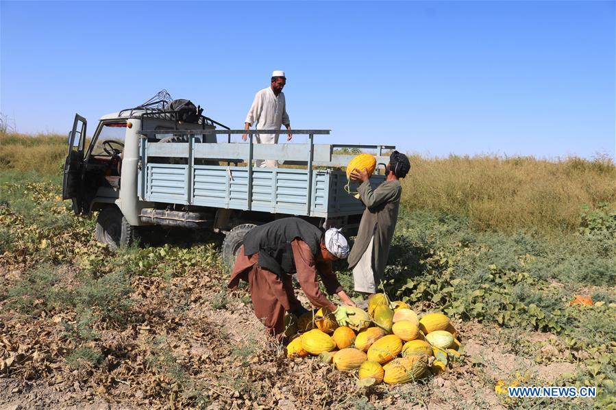 AFGHANISTAN-JAWZJAN-MELON FIELD
