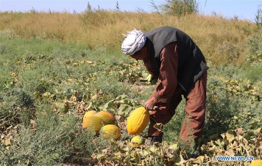 AFGHANISTAN-JAWZJAN-MELON FIELD