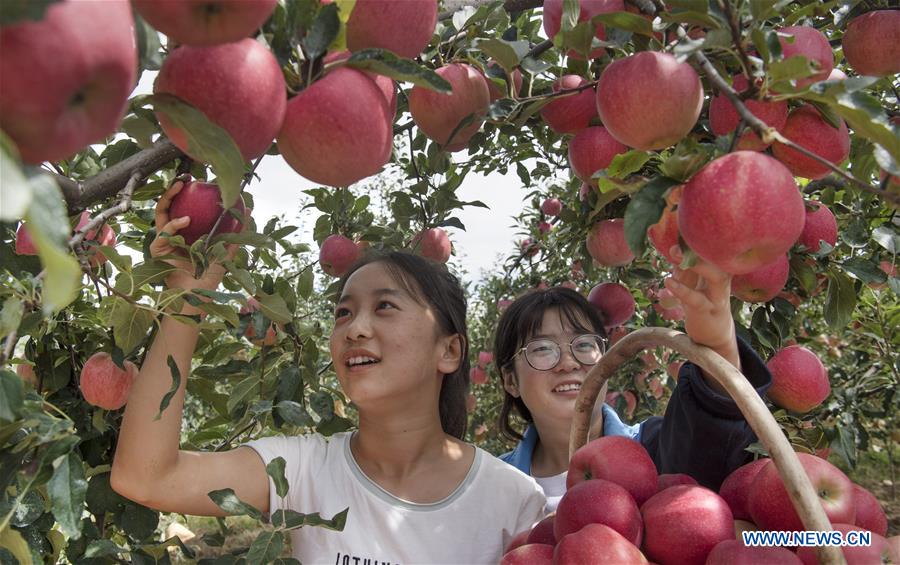 CHINA-SHAANXI-LUOCHUAN-APPLE-HARVEST (CN)