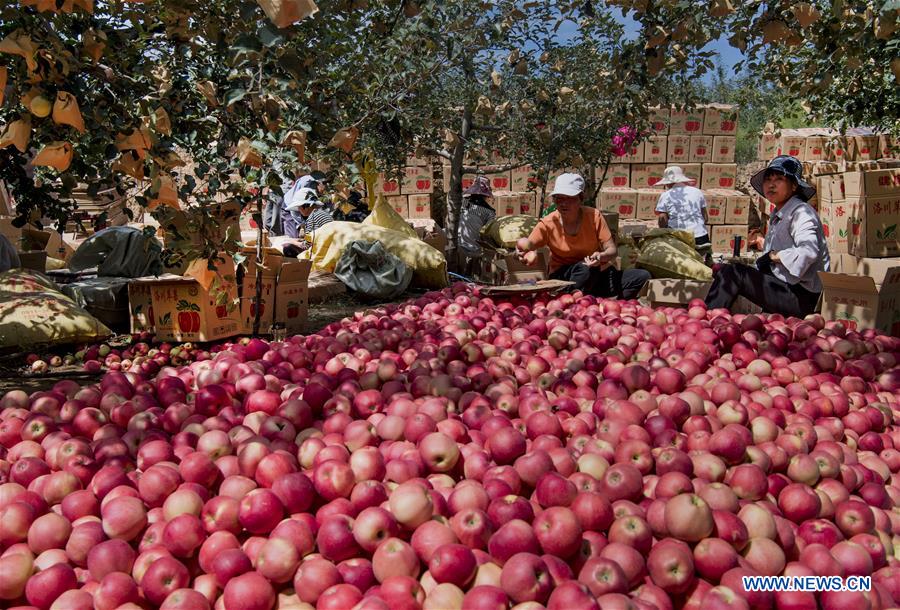 CHINA-SHAANXI-LUOCHUAN-APPLE-HARVEST (CN)