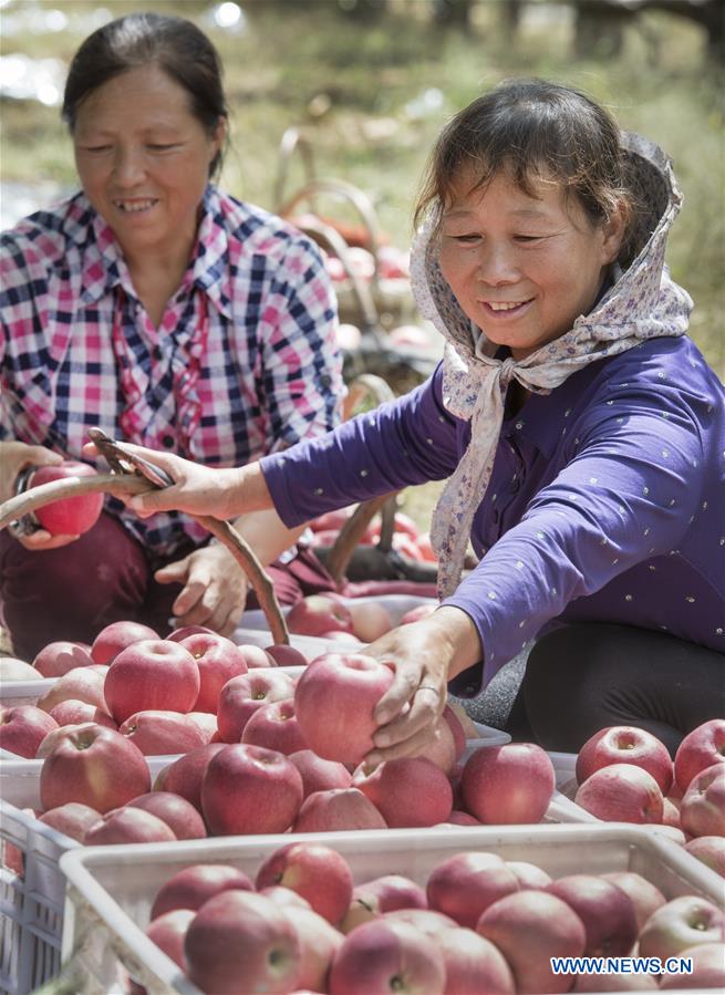 CHINA-SHAANXI-LUOCHUAN-APPLE-HARVEST (CN)