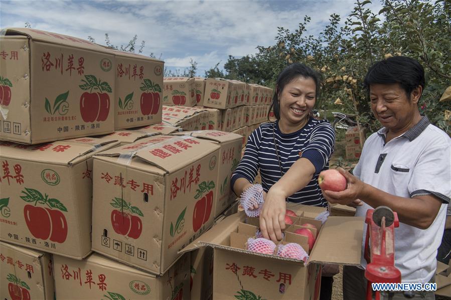 CHINA-SHAANXI-LUOCHUAN-APPLE-HARVEST (CN)