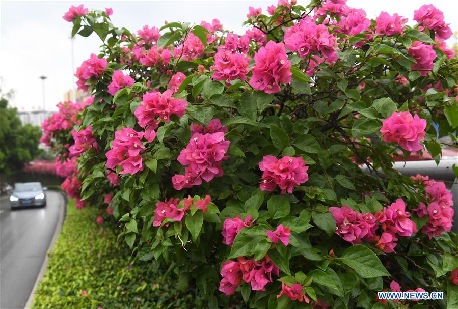 CHINA-NANNING-FLOWERS (CN)