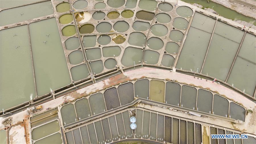 CHINA-CHONGQING-COLD WATER FISH-CULTIVATION (CN)