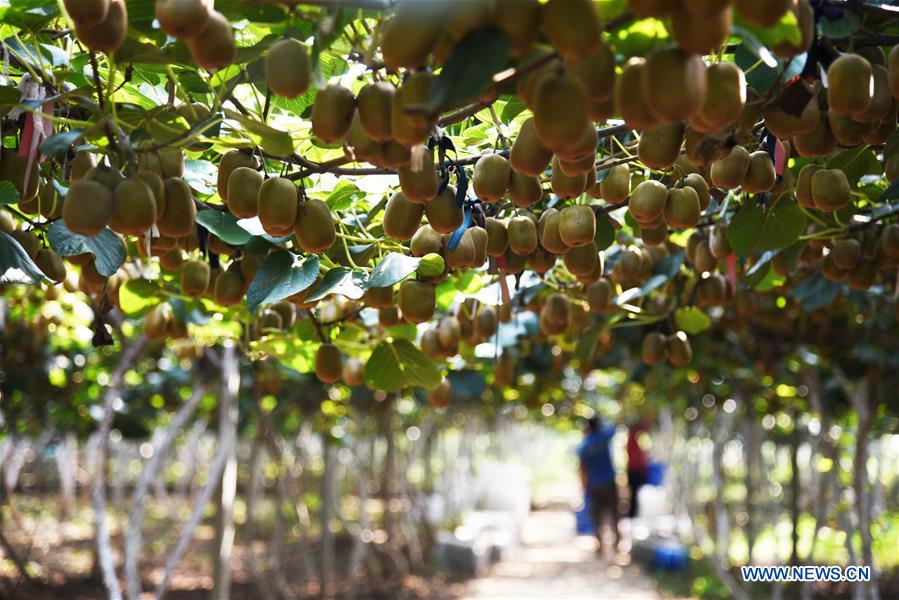 CHINA-SHANDONG-ZIBO-KIWI FRUIT (CN)