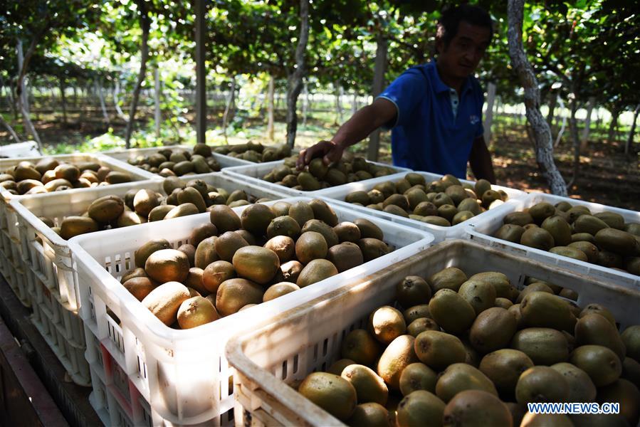 CHINA-SHANDONG-ZIBO-KIWI FRUIT (CN)
