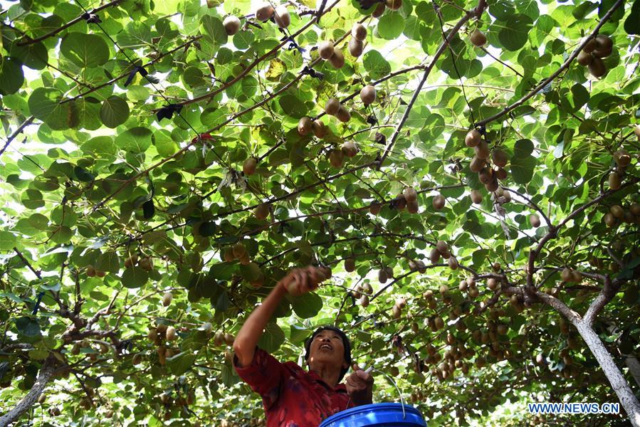 CHINA-SHANDONG-ZIBO-KIWI FRUIT (CN)
