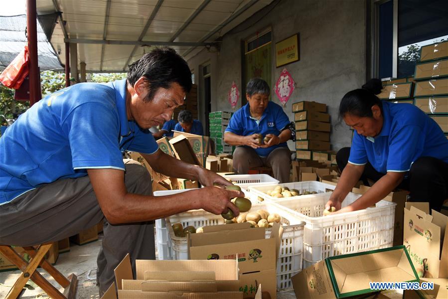 CHINA-SHANDONG-ZIBO-KIWI FRUIT (CN)
