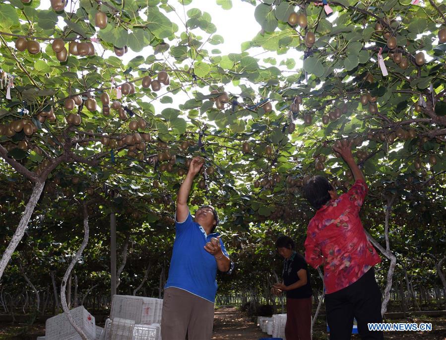 CHINA-SHANDONG-ZIBO-KIWI FRUIT (CN)