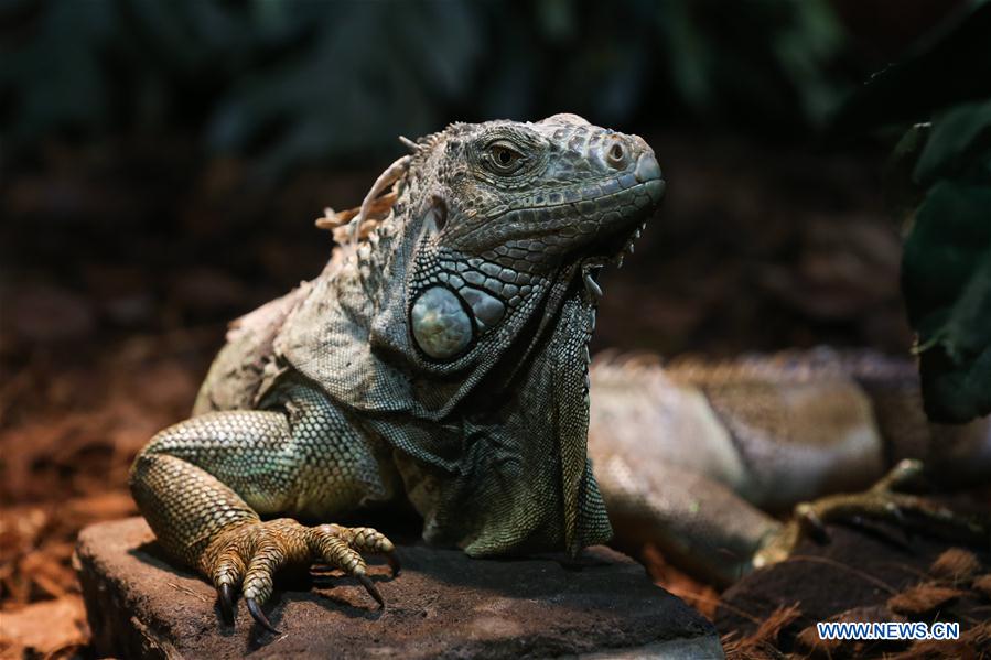 BELGIUM-BRUGELETTE-ZOO-PAIRI DAIZA