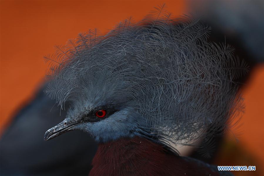 BELGIUM-BRUGELETTE-ZOO-PAIRI DAIZA