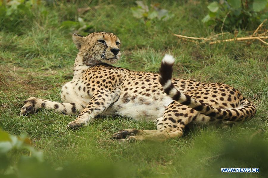 BELGIUM-BRUGELETTE-ZOO-PAIRI DAIZA