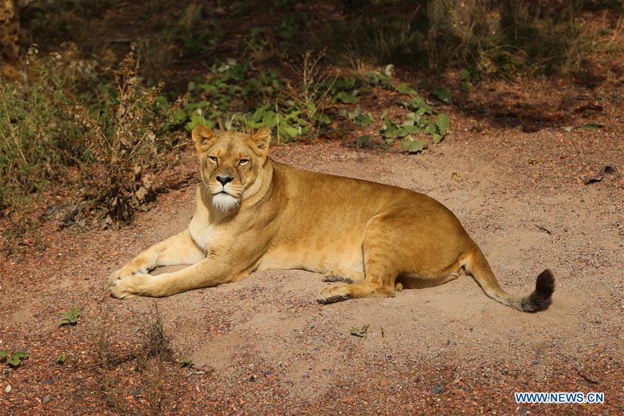 BELGIUM-BRUGELETTE-ZOO-PAIRI DAIZA