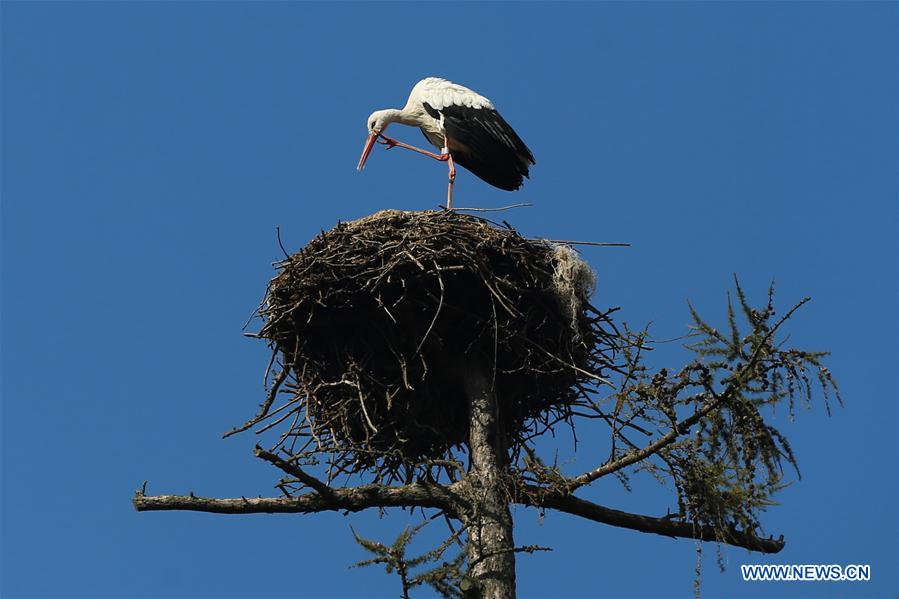 BELGIUM-BRUGELETTE-ZOO-PAIRI DAIZA